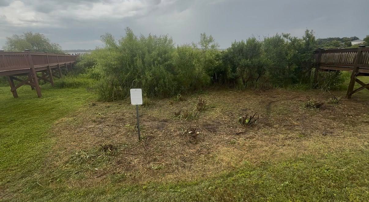 Overgrown yard, ready for clearing — Neuman's Property Services, Central Florida