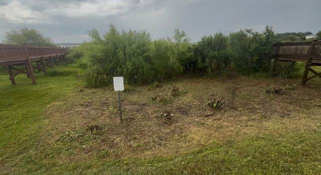 An overgrown yard of brush and saplings before it was cut back and hauled off