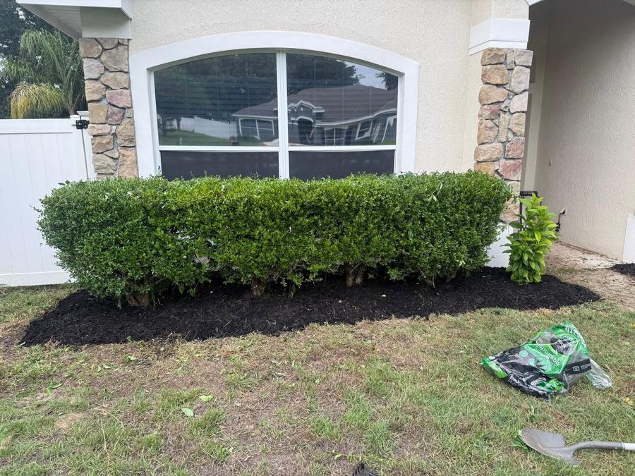 A long foundation bed with the shrubs cut back and fresh black mulch spread.